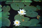 Alma Pond lily pads.jpg (13681 bytes)